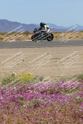 media/Mar-12-2023-SoCal Trackdays (Sun) [[d4c8249724]]/Turn 15 Inside Bloom (130pm)/